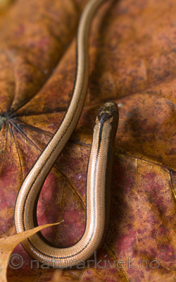 BB 08 0064 / Anguis fragilis / Stålorm